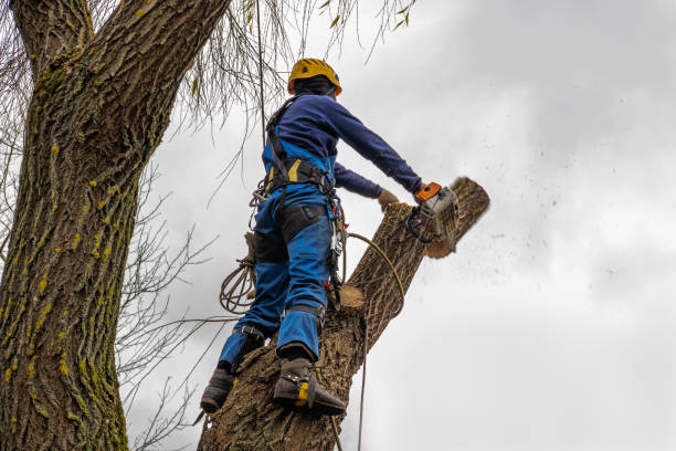 Best Affordable Tree Service  in Mount Hermon, VA